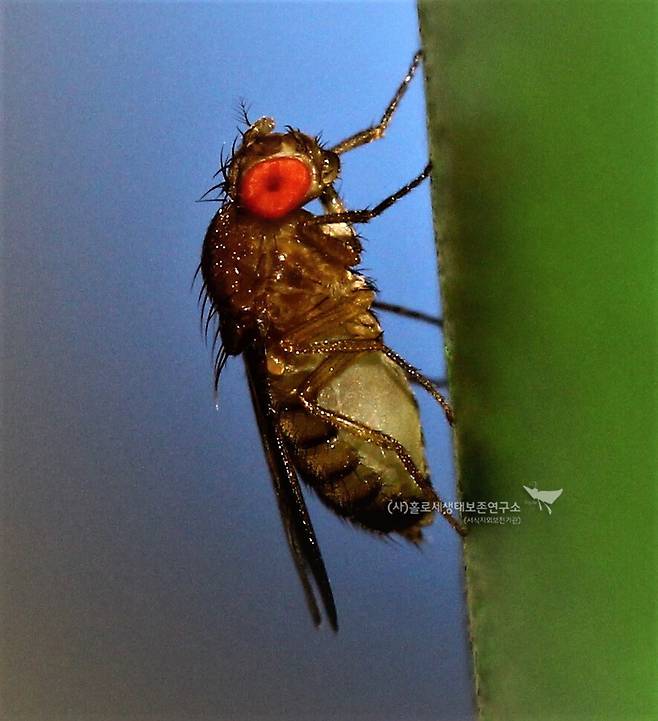 노랑초파리. 생물학 발전에 기여한 모델 동물이다.