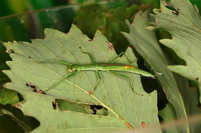 분홍날개대벌레