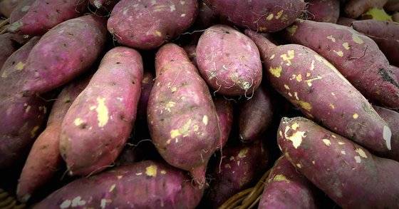 고구마 이미지. 중앙포토