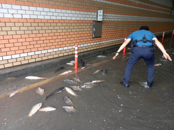 7일 오후 '물고기 구출 작전'을 벌이는 한강사업본부 직원들. [뉴스1]