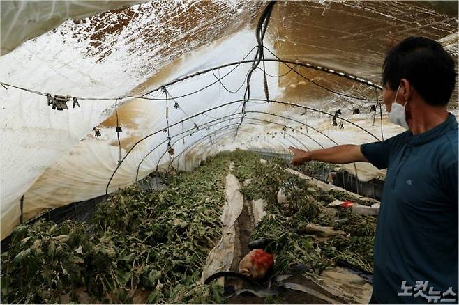 침수 피해가 발생한 조동권(57)씨의 비닐하우스(사진=남승현 기자)