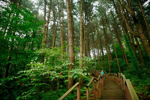 가평에 있는 경기도잣향기푸른숲의 산책길. 빼곡하게 자리잡은 잣나무들이 인상적이다. 사진제공｜한국관광공사