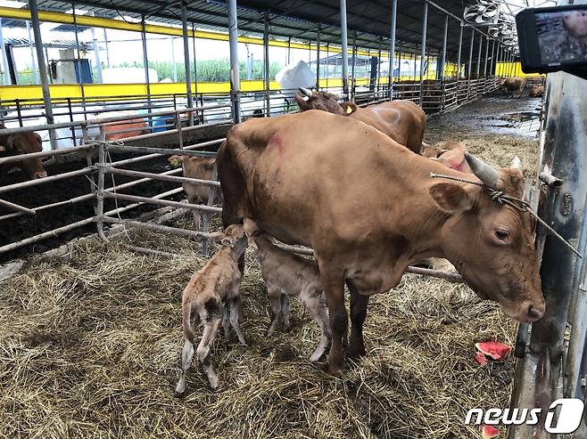 '물폭탄'을 피해 지붕으로 올라갔던 전남 구례군 양정마을의 어미소가 구조된 다음날인 11일 새벽 건강한 쌍둥이 송아지 2마리를 출산했다.갓 태어난 송아지들이 사이좋게 어미의 젖을 먹고 있다.(구례군 제공)2020.8.11/뉴스1