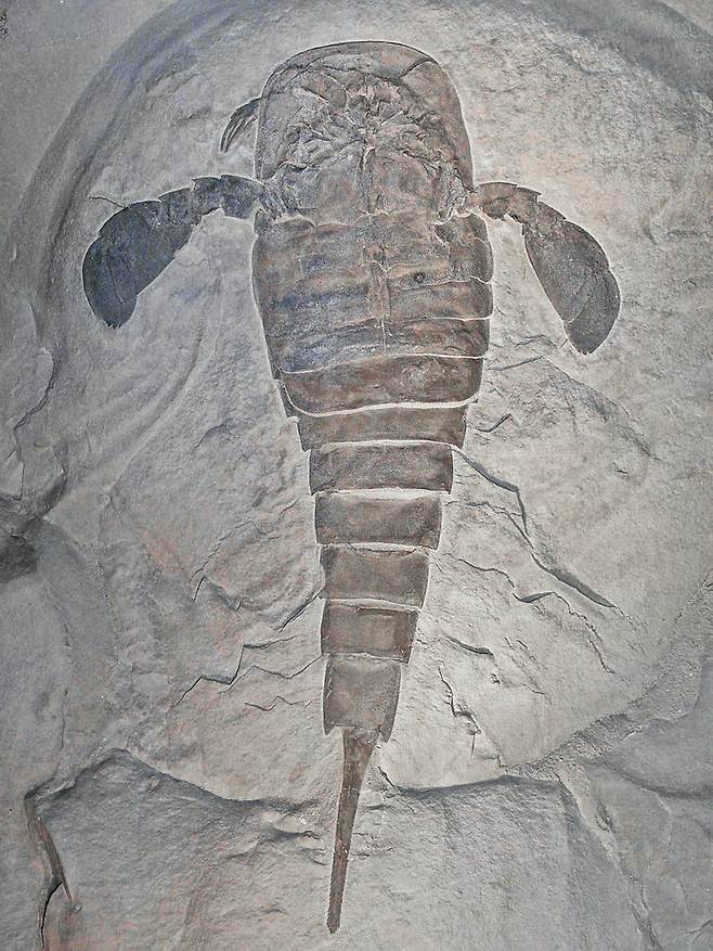 유립테루스 레미페스 바다전갈의 화석. 몸길이는 평균 20㎝ 가량이지만 최대 길이가 130㎝인 표본도 발견됐다.(사진= H. Zell/Wiki commons, CC BY-SA)