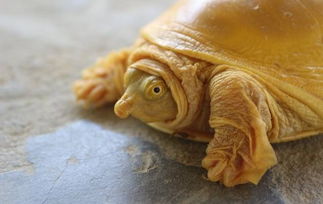 네팔에서 발견된 상자 자라 종의 ‘황금 거북’