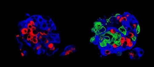 생쥐 췌장의 랑게르한스섬 양막 상피세포와 함께 생쥐에 이식된 랑게르한스섬.  베타(청색)·알파(홍색) 세포와 양막 상피세포(녹색)가 뒤섞여 작은 섬처럼 보인다.  [제네바대 제공 / 재판매 및 DB 금지]
