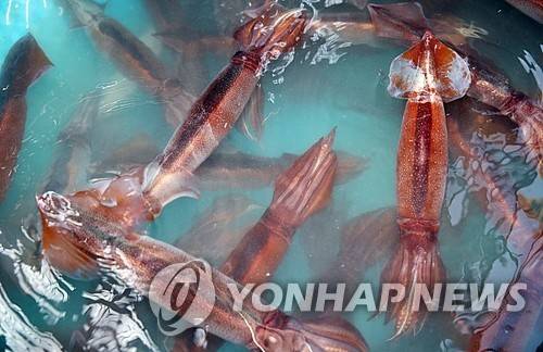 싱싱한 서해산 오징어 (서울=연합뉴스) 해양수산부는 23일 해수부 장기해양생태계 연구팀이 동해의 수온 상승으로 바닷속 플랑크톤 종이 변화한다는 사실을 규명했다고 밝혔다. 이에 따르면 오징어도 먹기에 적합한 플랑크톤을 찾아 동해에서 서·남해로 서식지를 바꾼다. 사진은 지난달 24일 서해에서 잡힌 오징어. 2020.8.23. [연합뉴스 자료사진. 재판매 및 DB금지] photo@yna.co.kr