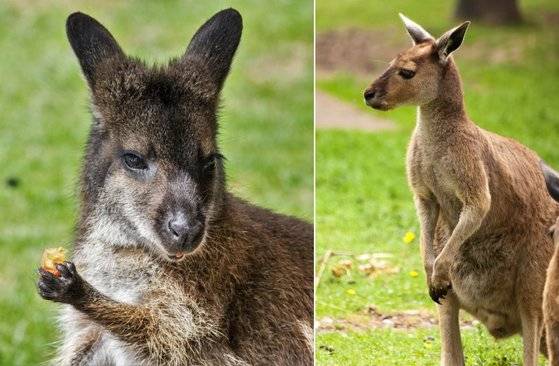 체구가 가장 큰 종을 ‘캥거루(우)’라 하고 가장 작은 종을 ‘왈라비(좌)’ 중간 크기는 ‘왈라루’라 한다. [사진 pxhere]