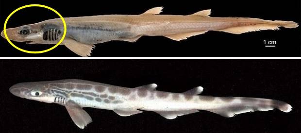 사진 위는 지난해 이탈리아에서 잡힌 검은입두툽상어의 모습. 이빨이 없고 피부가 매우 얇은 것이 특징. 아래는 일반적인 검은입두툽상어의 모습