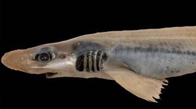 피부가 거의 남아있지 않고 이빨이 없는 검은입두툽상어가 최초로 발견됐다