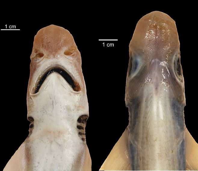피부가 거의 남아있지 않고 이빨이 없는 검은입두툽상어가 최초로 발견됐다