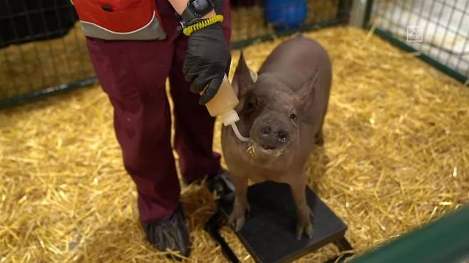 뉴럴링크의 칩 '링크 0.9'를 뇌 속에 이식한 돼지 '거트루드'가 이달 28일 뉴럴링크 미국 샌프란시스코 본사에서 열린 시연회에서 공개됐다. 거트루드는 물을 마시는 등 다른 돼지와 다를 바 없는 행동을 선보였다. 뉴럴링크 유튜브 캡처