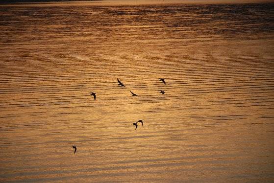 해가 질 무렵, 갈릴리 호수 위를 새들이 날고 있다. 갈릴리 호수는 바다라고 불릴만큼 넓다. 갈릴리=백성호 기자