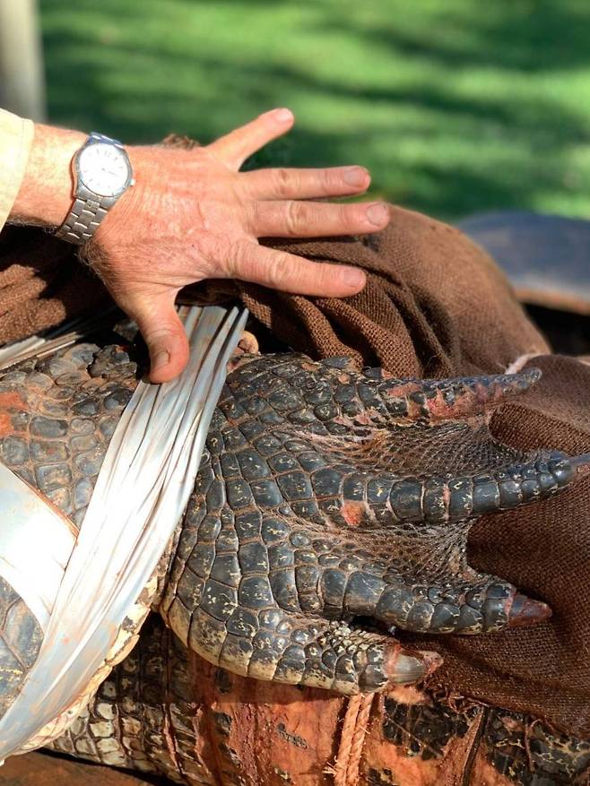 악어 포획 전문가 존 버크가 자신의 왼손을 4.4m짜리 악어의 앞발과 크기를 비교하고 있는 모습.(사진=ABC 뉴스)