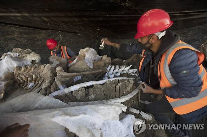 발굴된 매머드 뼈 보존 작업하는 고생물학자들 [AP=연합뉴스]