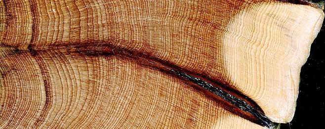 아르헨티나 파타고니아의 안데스산맥에 있는 칠레 삼나무(학명 Austrocedrus chilensis) 나무의 횡단면 보기.(사진=Ricardo Villalba, Instituto Argentino de Nivología, Glaciología y Ciencias Ambientales (IANIGLA-CONICET))