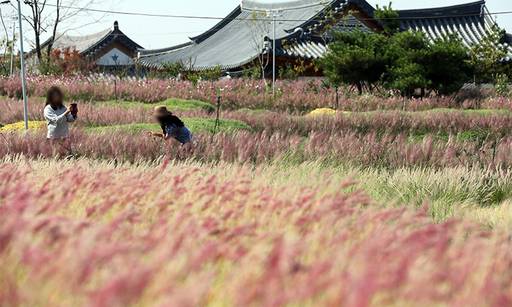 지난해 전남 함평군 함평읍 석성리 일대에 핀 핑크뮬리와 억새가 장관을 이루고 있다.