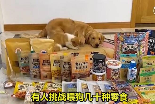 중국의 개 먹방 장면 [웨이보 캡처.재판매 및 DB 금지]