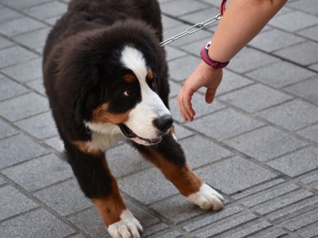 "손 내밀지 마세요" 처음 보는 개에게 손을 불쑥 내미는 건 위험하다. 그 개의 과거 경험을 알지 못하기 때문. 반대로 개가 다가오도록 기다려주는 것이 적절하다. 출처: insider.com