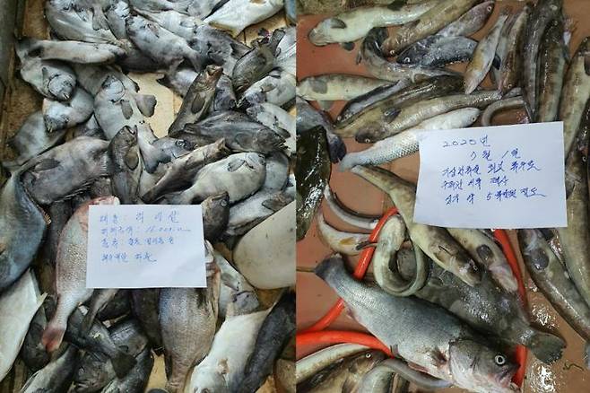 연이은 태풍과 기록적인 폭우 등으로 해수인입관에 문제가 발생하면서 수족관 물고기가 폐사했다.(사진=독자 제공)