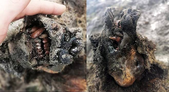 랴홉스키 섬에서 발견된 동굴곰의 모습