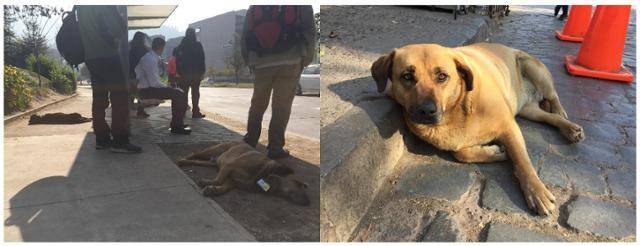 칠레 수도 산티아고의 버스정류장 주변에 널부러져 자고 있는 개들(왼쪽). 산티아고 곳곳에서 흔히 볼 수 있는 중대형 개들은 사람을 경계하진 않지만, 사람을 위협하지도 않았다. 이동학 작가