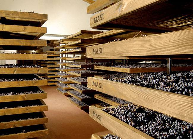 아마로네 와인을 만들기 위해 건조대에서 포도를 말리고 있다. 사진 마시 와이너리