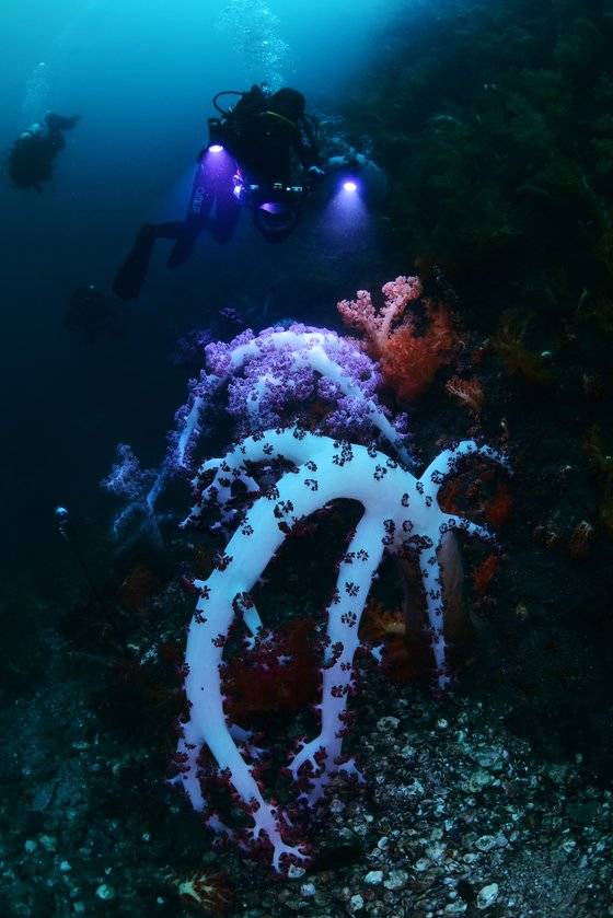 사람의 키만 한 바다맨드라미류(가운데)도 발견됐다. 주로 아열대 바다에 서식하는 종이다. 이선명 수중사진작가