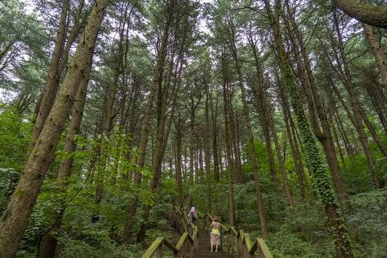가평 잣향기푸른숲. 산책로에 들면 20m 높이의 잣나무가 사방을 에워싼다.