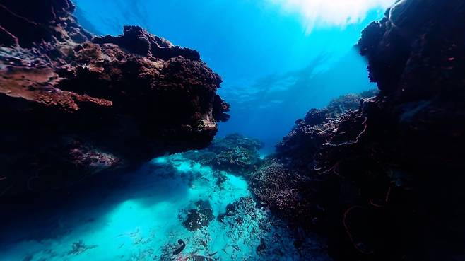 지난달 23일 촬영한 호주 북동부 바다에 있는 세계 최대 산호초 '그레이트배리어리프'. 산호가 형형색색 빛나고 있다. 사진 리처드 피츠패트릭