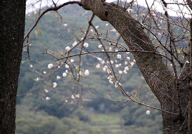 29일 경남 하동군 화개면 화개장터에서 악양면으로 향하는 19번 국도변 벚나무에 벚꽃이 피어있다. /하동군