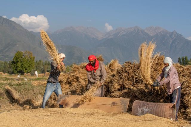 인도령 카슈미르 스리나가르 외곽에서 24일 카슈미르 농부들이 수확한 벼를 탈곡하고 있다. 스리나가르=AP 연합뉴스