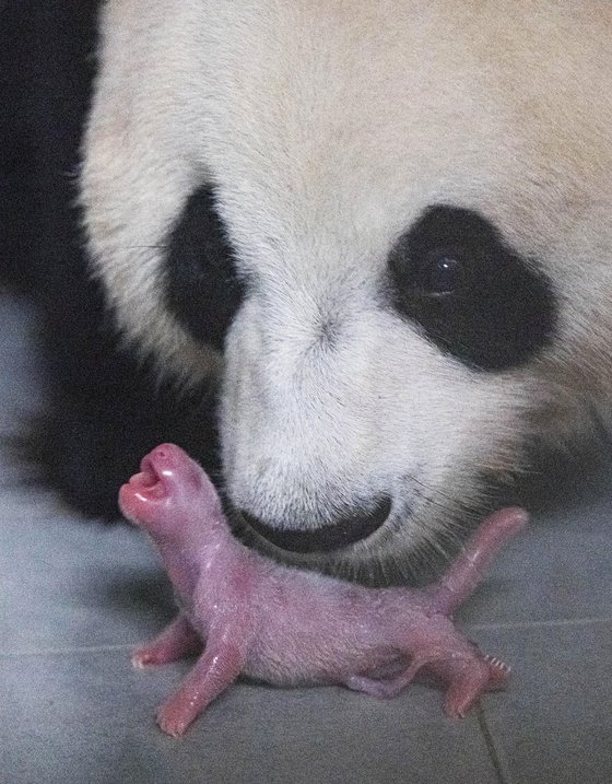 지난 7월 경기도 용인 에버랜드 동물원에서 태어난 아기 판다의 출생 당시 모습. [사진 에버랜드]