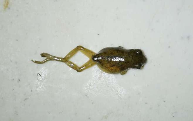 올챙이의 포식 대상이 된 멕시코 나무개구리(사진=알렉산드로스 테오도르 / 파충류학 리뷰)