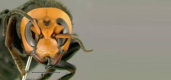 몸길이가 45밀리미터에 이르러 말벌 가운데 가장 큰 장수말벌은 커다란 턱으로 한 번에 꿀벌의 몸을 두 동강 낸다. 장수말벌 무리에 걸리면 꿀벌 수만 마리로 이뤄진 양봉 벌집이 순식간에 초토화된다. 위키피디아 제공