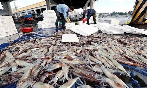 강원 강릉시 주문진항에서 어민들이 오징어를 상자에 담고 있다. 연합뉴스