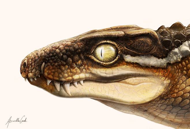 공룡 알·새끼를 먹이로 삼은 신종 고대 악어 발견(사진=아이나 암블라스·아녜스 암블라스/바르셀로나 카탈로니아 고생물학 연구소)