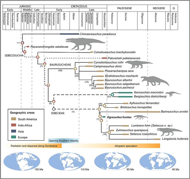 세베코수키아(Sebecosuchia) 세베쿠스과(Sebecidae)의 진화 도표.(사진=네이처)