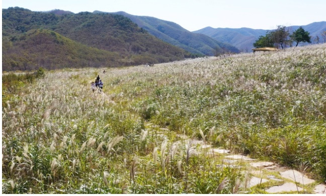 밀양의 주산이자 영남 알프스의 중심산인 재약산 능선에 넓게 분포된 억새평원은 '밀양8경'의 한 축을 담당한다. &copy;밀양