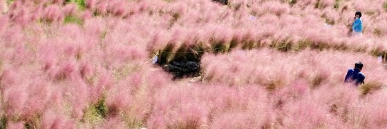 서귀포시 남원읍 휴애리 자연생활공원을 찾은 관광객들이 핑크뮬리 정원에서 가을 정취를 만끽하고 있다. [연합뉴스]