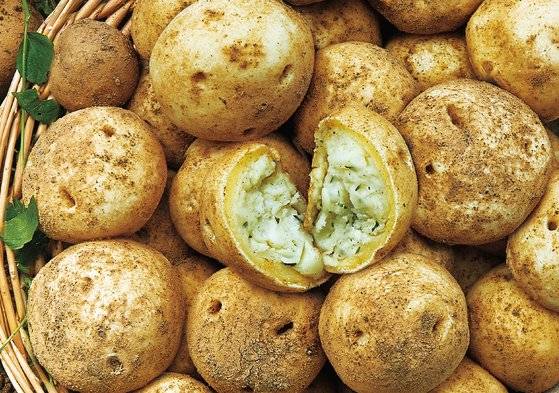 파리바게뜨가 지난 9일 출시했다 12일 생산 중단을 결정한 '강원도 감자빵'. 사진 SPC