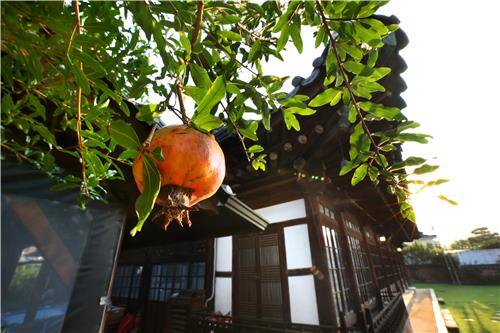 학인당 정원 한가운데 붉게 익어가는 석류 [사진/전수영 기자]
