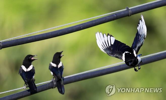 까치 이미지