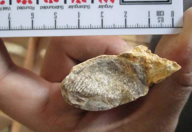 이집트 동부 사막에서 발견된 약 4000만년 전 바다소목과 동물 듀공의 화석