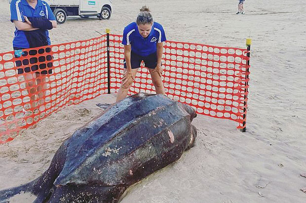 14일(현지시간) 호주 퀸즐랜드주 골드코스트 ‘인어공주 해변’을 거닐던 주민들이 한 곳으로 몰려들었다. 모래사장에는 길이 2.5~3m, 무게 500㎏짜리 거대 장수거북이 머리를 박고 죽어 있었다.