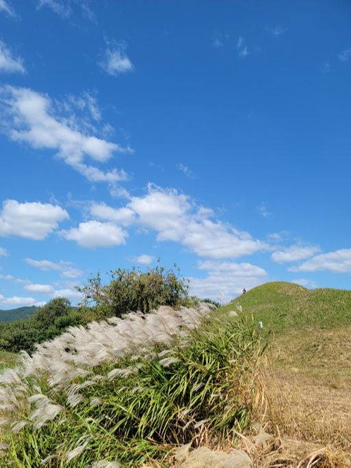 불로동 고분군 억새