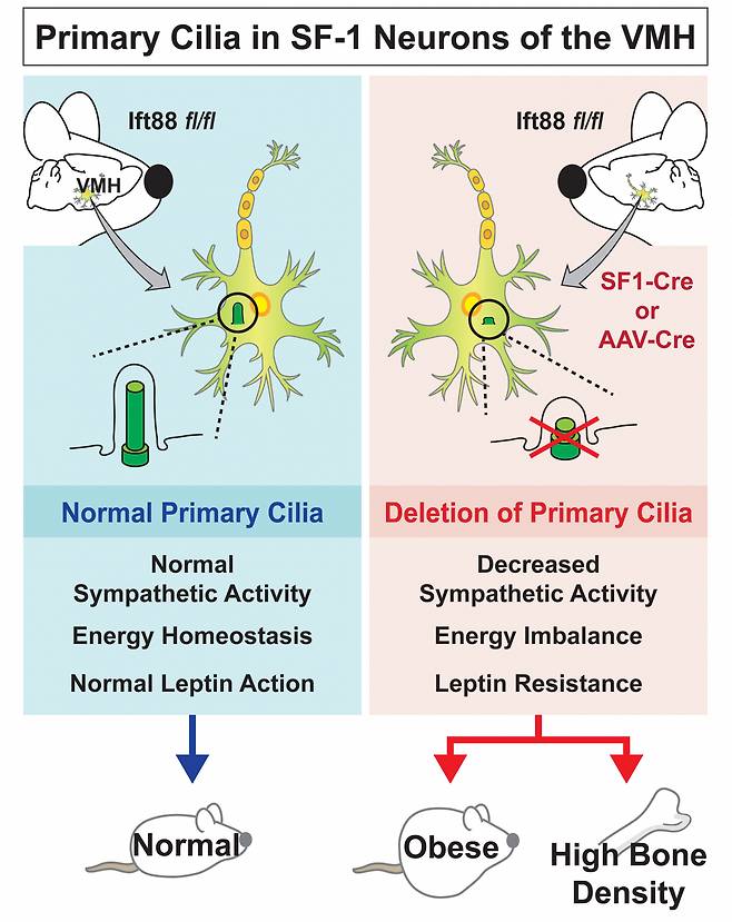 뉴런 일차섬모 결손 시 에너지 대사의 향상성이 무너지는 결과를 보여주는 모식도.[연세대 제공]