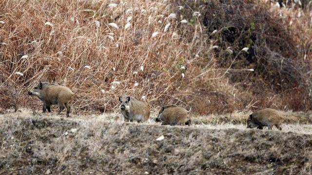 가을철 멧돼지들이 먹이를 찾아 농가로 내려와 농민과 갈등을 빚는다. 연합뉴스