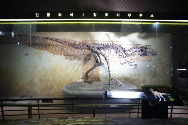 공룡실의 알로사우루스 진품 화석. ⓒ박준규
