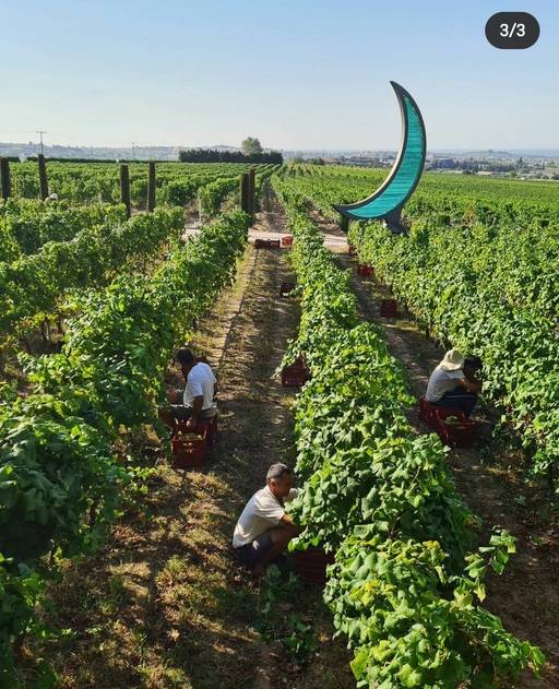 게로바실라우 포도밭. 게로바실리우 인스타그램